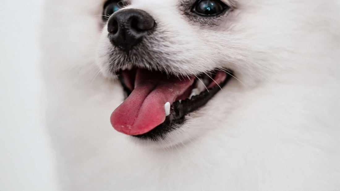White Pomeranian with tear stains under its eyes - tear staining in dogs causes and removal
