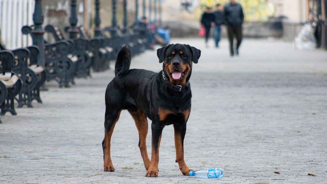 Rottweiler dog standing outdoors on grass