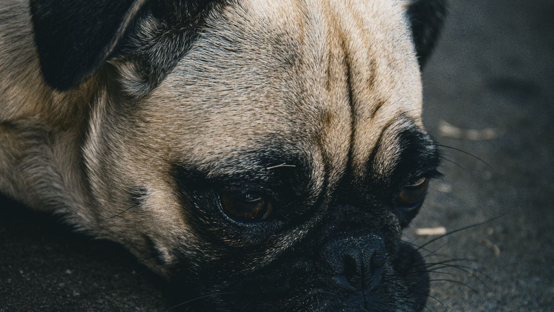 A lethargic dog lying flat on the floor, the kind of low energy and discomfort that can signal pancreatitis