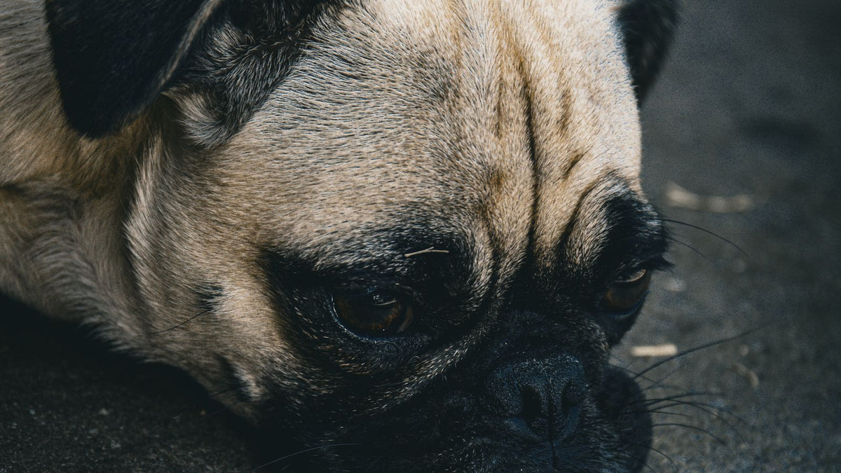A lethargic dog lying flat on the floor, the kind of low energy and discomfort that can signal pancreatitis
