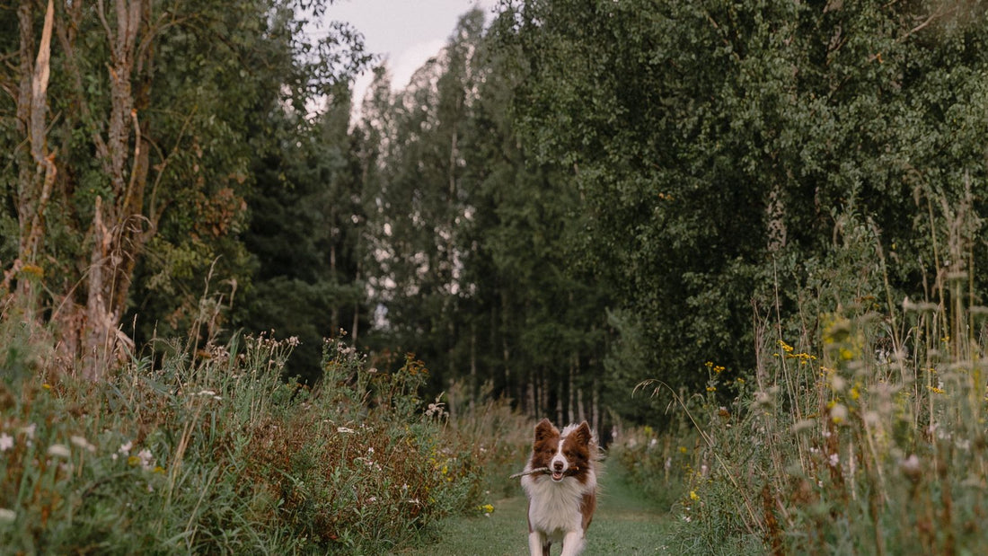 Border Collie running on a country road - supplements for active and working dogs