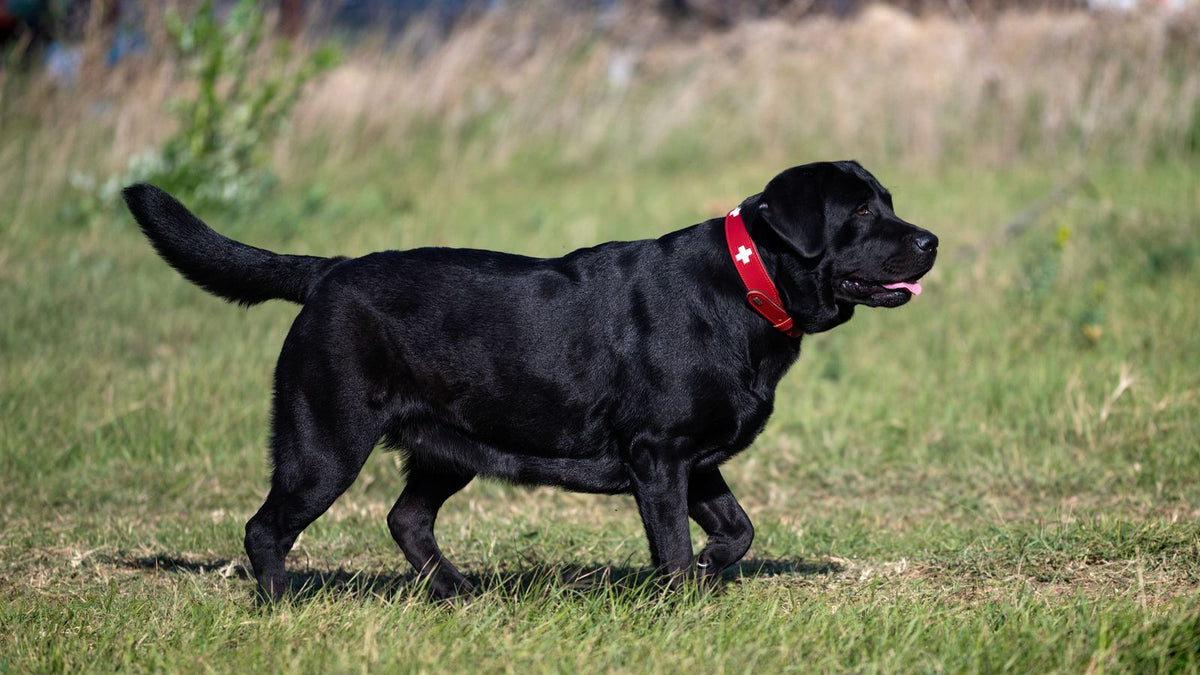 Labrador Retriever walking in a field - best supplements for large and giant breed dogs