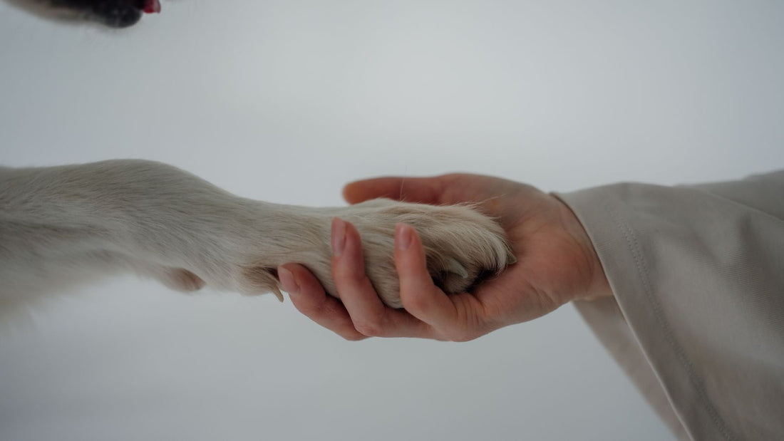 Close-up of a dog's paw being examined - dog paw infection signs and treatment