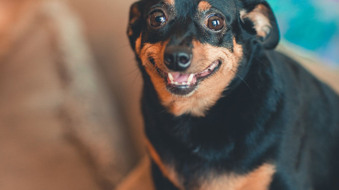 Chihuahua resting indoors - best supplements and vitamins for small dogs
