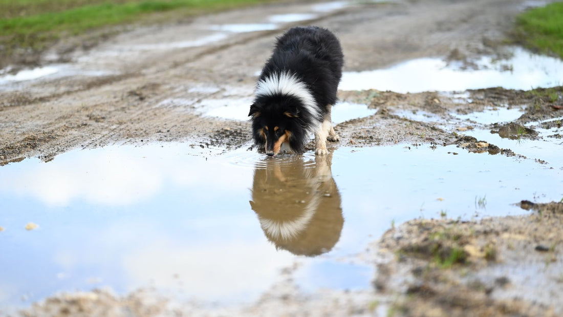 Fluffy collie dog drinking from a muddy puddle, a common way dogs pick up Giardia
