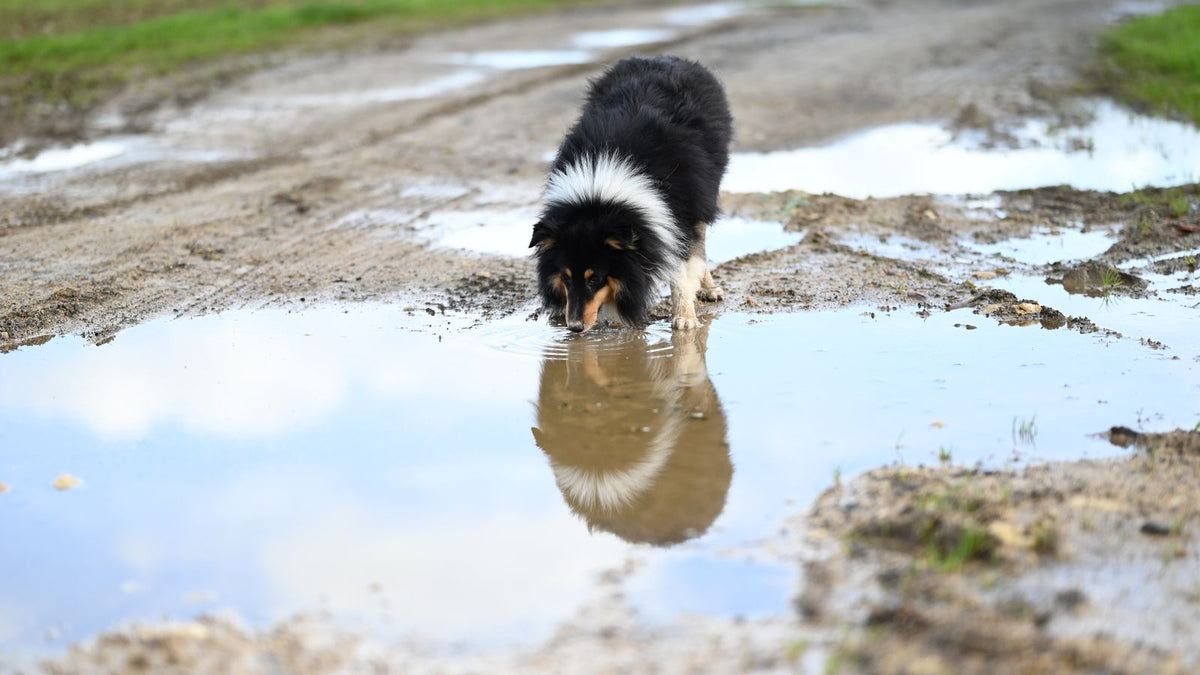 Fluffy collie dog drinking from a muddy puddle, a common way dogs pick up Giardia