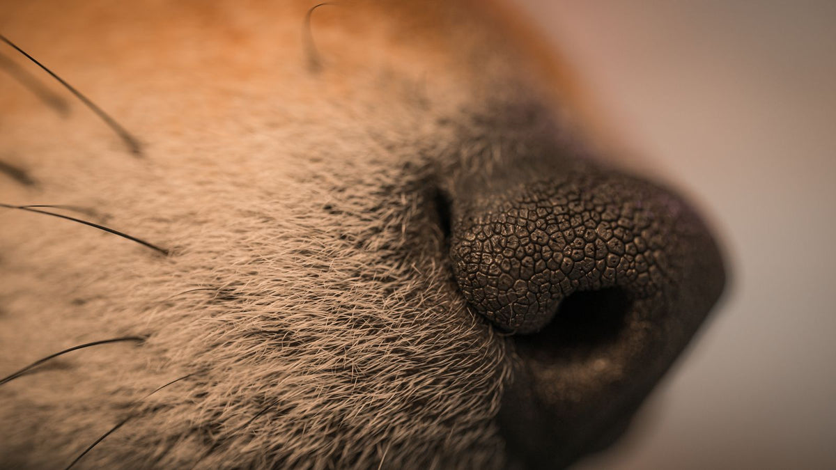 Close-up of a dog's nose