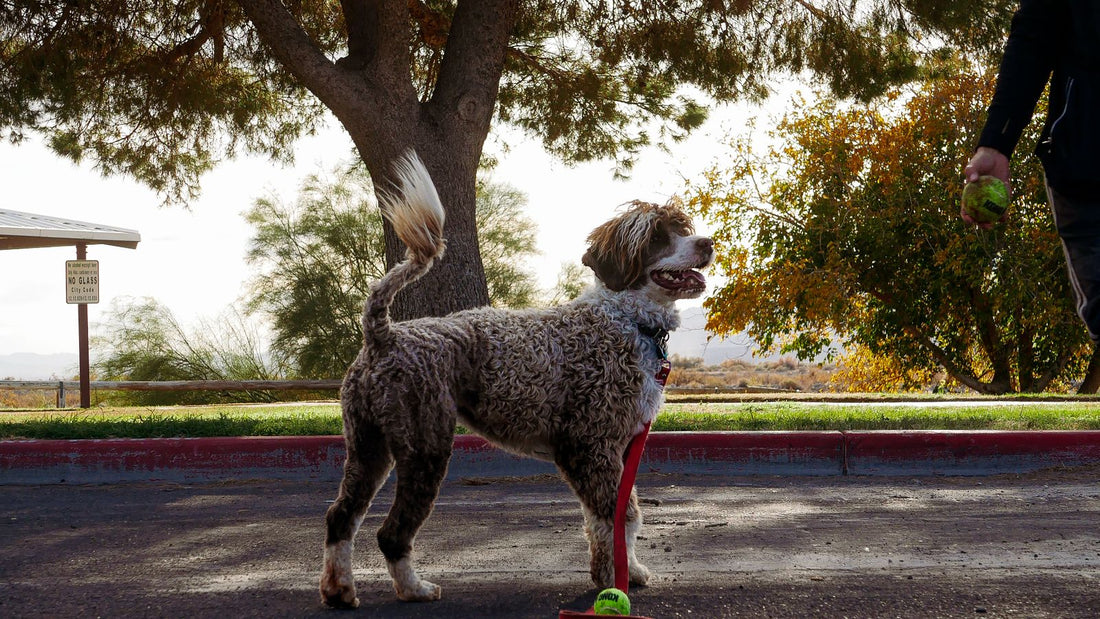 Overweight dog walking on a lead in a park - weight management for dogs