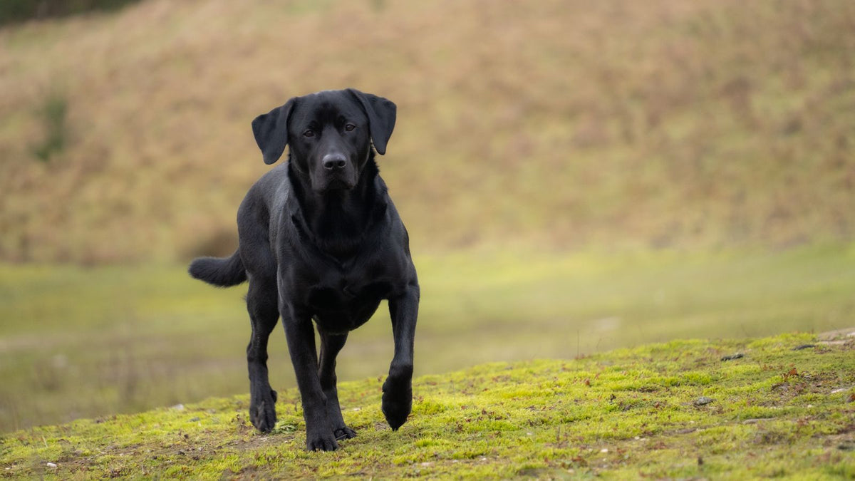 Black Labrador Retriever walking outdoors, the UK's most popular dog breed