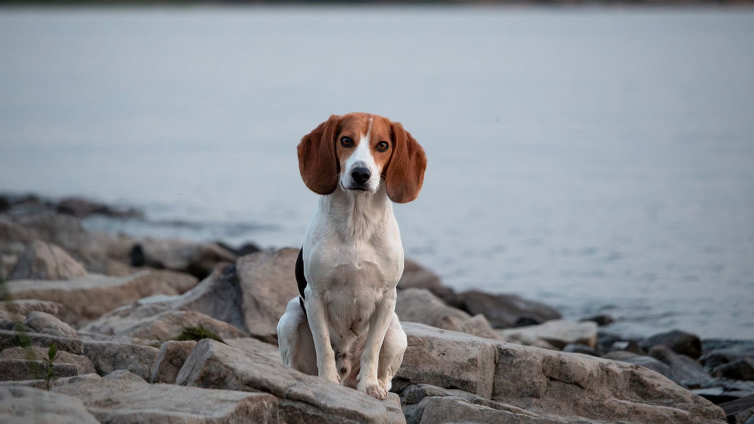 Beagle dog sitting on rocks near water