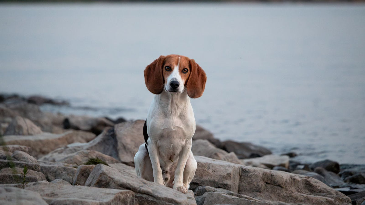 Beagle dog sitting on rocks near water