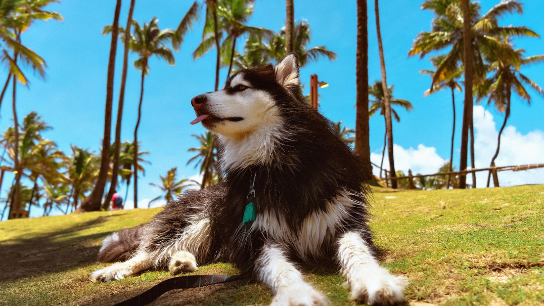 Dog relaxing on grass, relevant to keeping a dog calm and cool in summer