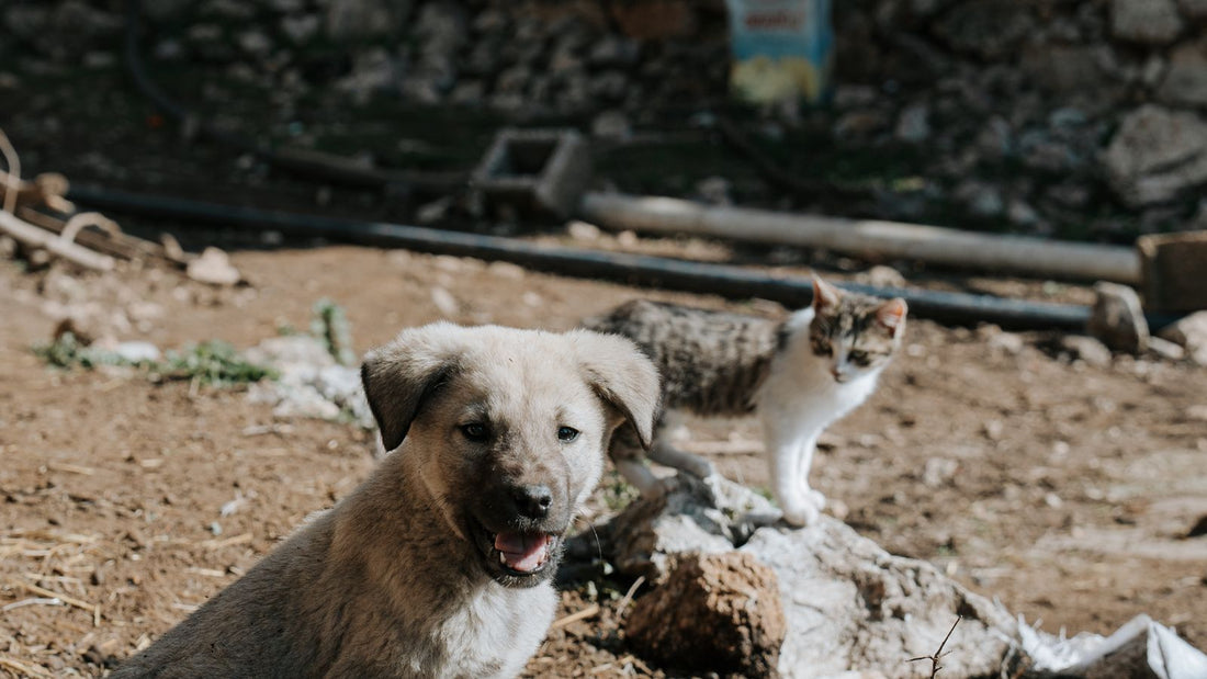 A playful puppy and curious kitten together outdoors
