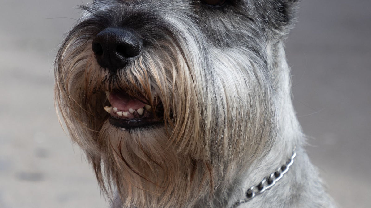 Miniature Schnauzer on a leash outdoors