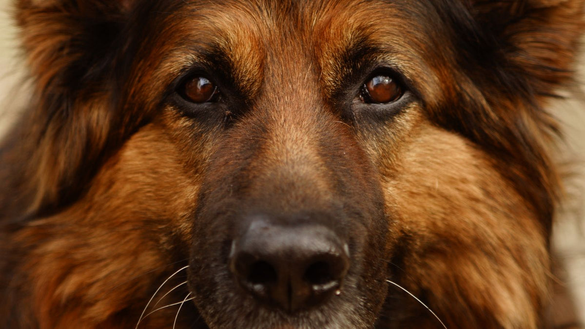 German Shepherd Dog outdoors - UK breed health guide