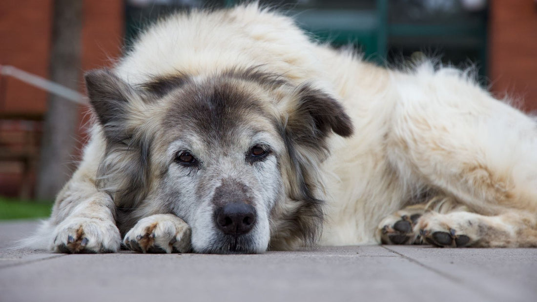 Older dog resting peacefully, relevant to natural joint comfort support