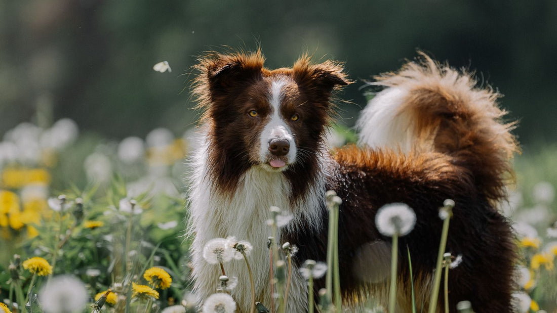 Dog standing in a meadow surrounded by flowers