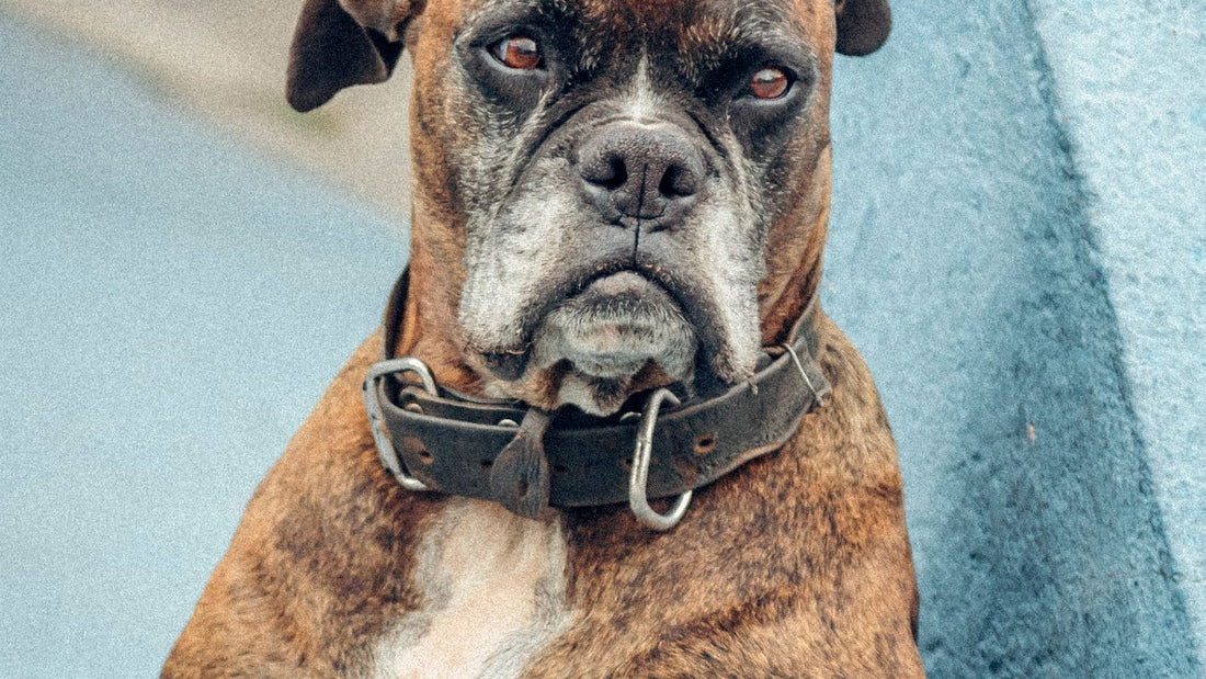 Brown Boxer dog outdoors