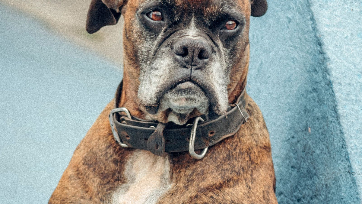 Brown Boxer dog outdoors