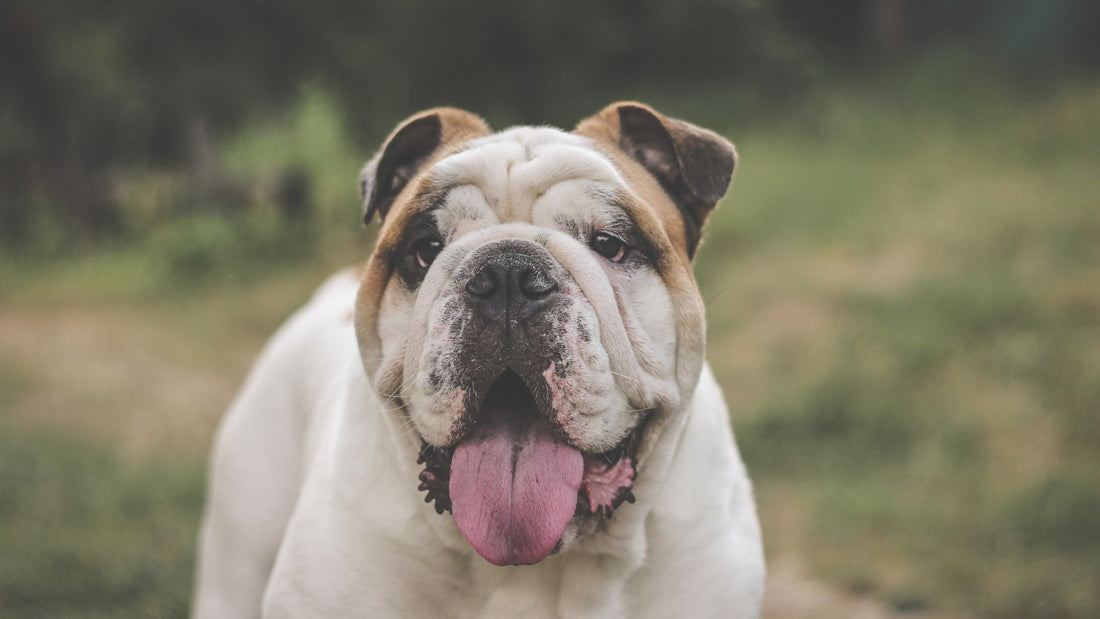 English Bulldog with tongue out, playing outdoors