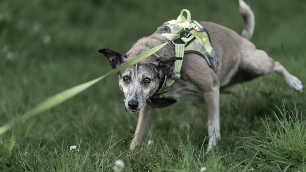 Older dog walking on a lead - muscle atrophy and hind leg muscle loss in dogs