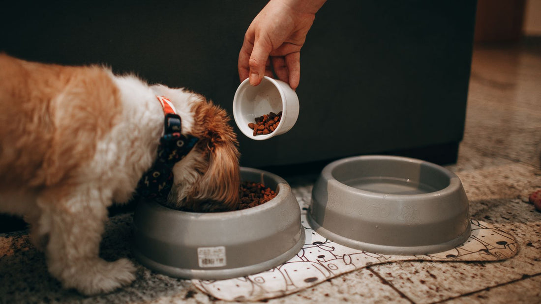 Dog owner caring for their dog's daily health and nutrition routine