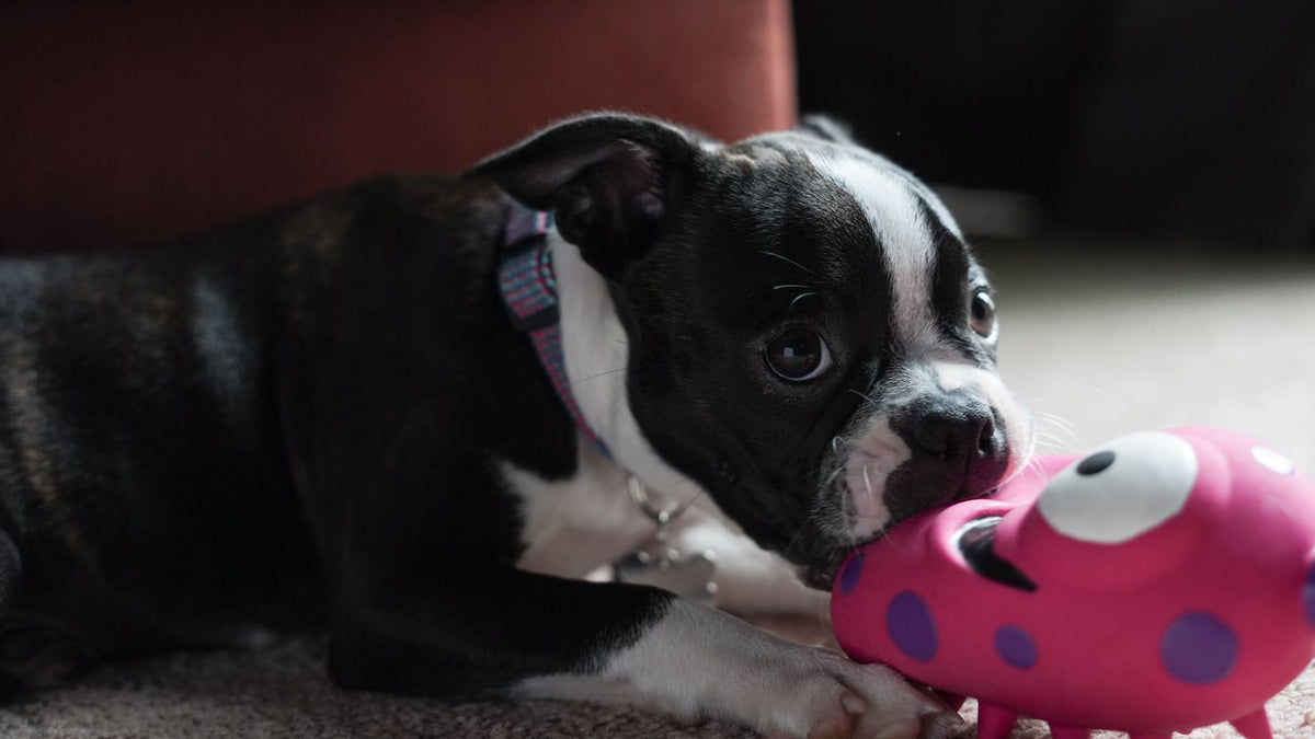 Boston Terrier puppy playing with a toy, relevant to a new puppy shopping list