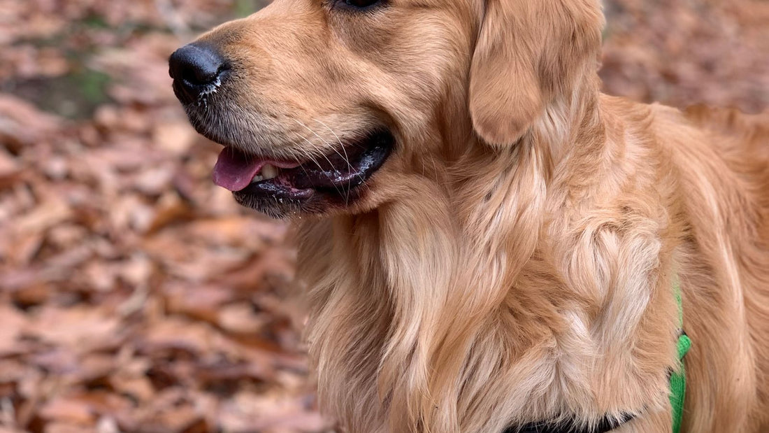 Golden Retriever outdoors in autumn - UK breed health guide