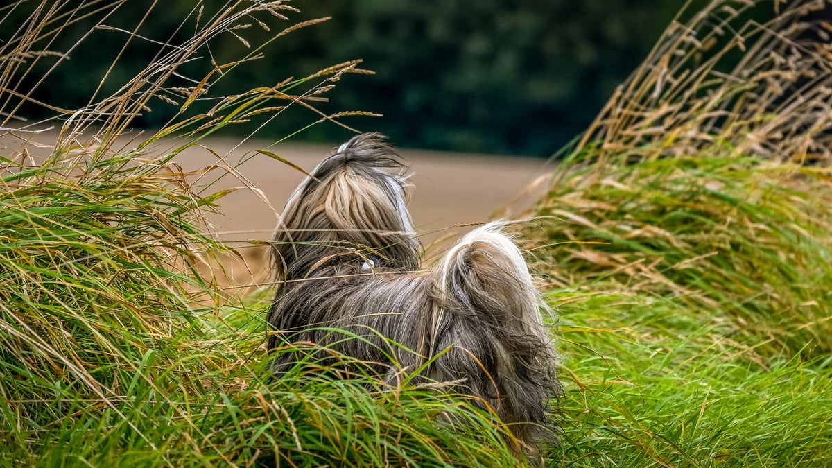 Fluffy dog standing in tall grass, the kind of outdoor habitat where ticks wait to attach to passing dogs
