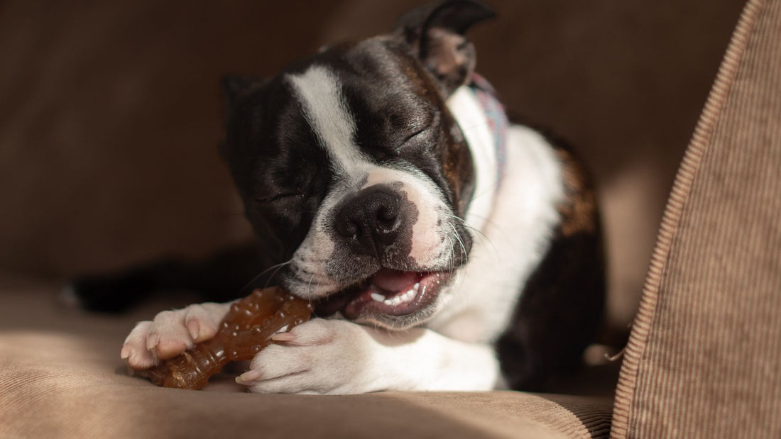 A Boston Terrier puppy chewing on a toy