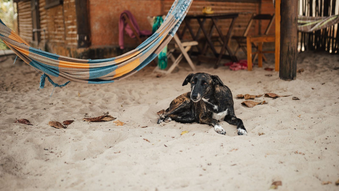 Calm relaxed dog resting outdoors