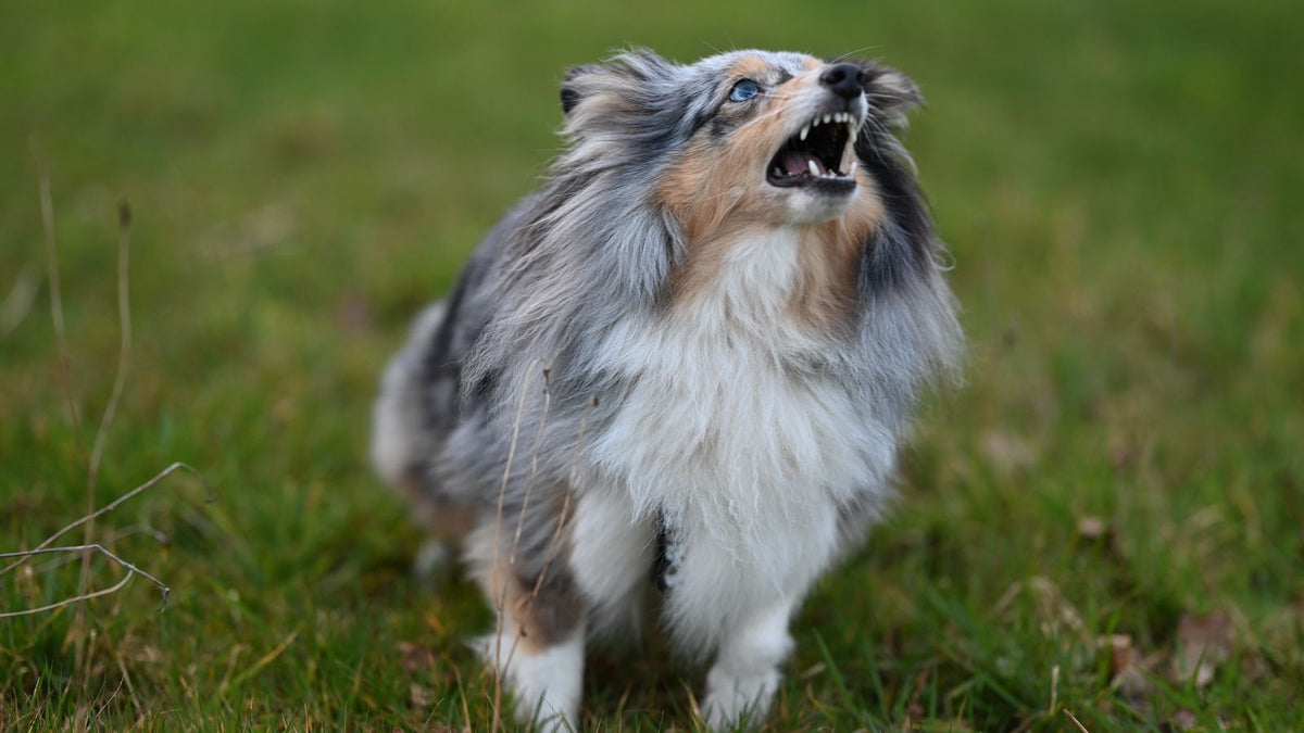 Alert Shetland Sheepdog barking outdoors, relevant to stopping nightly barking