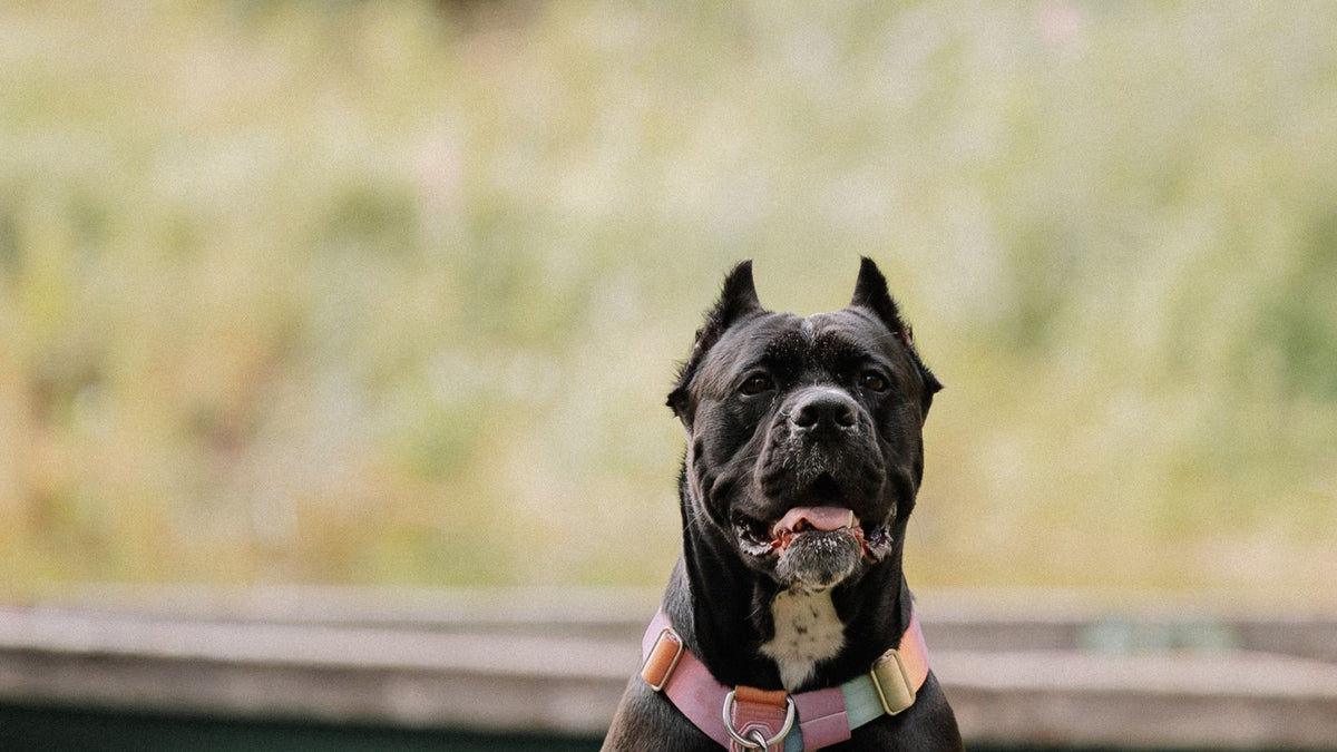 Large breed dog outdoors, relevant to joint health and mobility