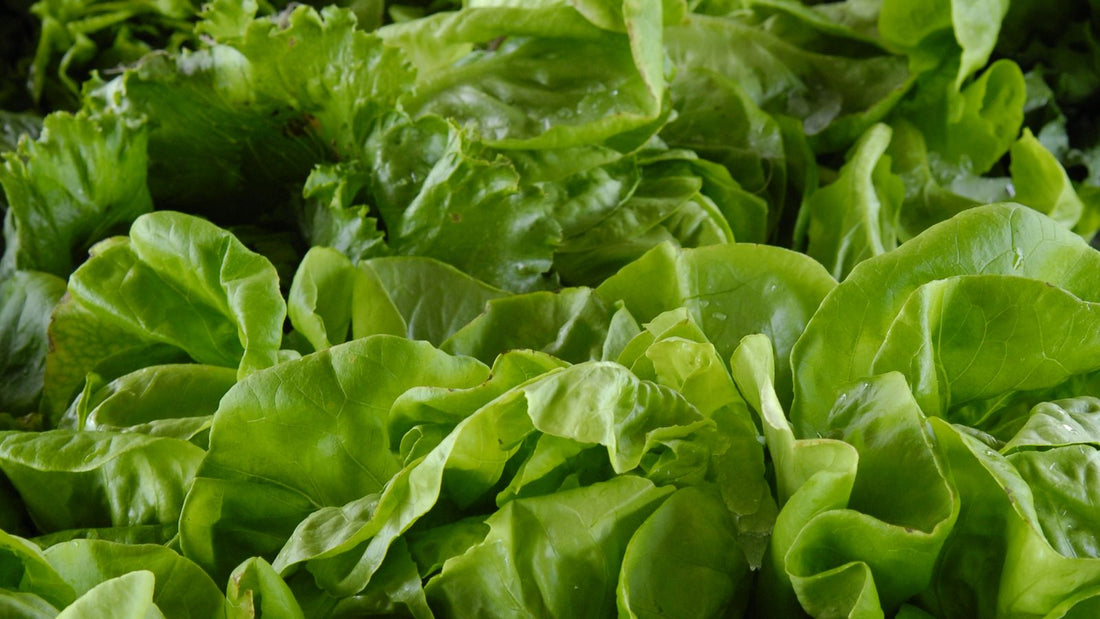 Fresh green lettuce leaves in a vibrant collection