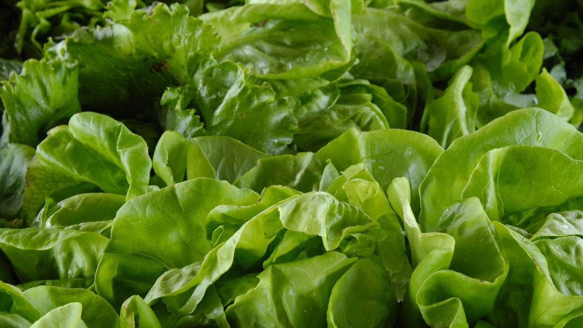 Fresh green lettuce leaves in a vibrant collection