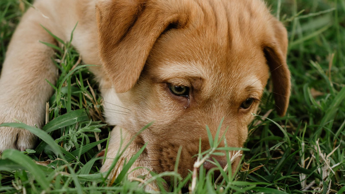 Labrador Retriever puppy exploring grass outdoors, where roundworm and other parasites are commonly picked up