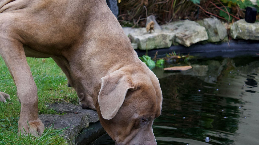Dog drinking water from a garden pond, relevant to canine hydration