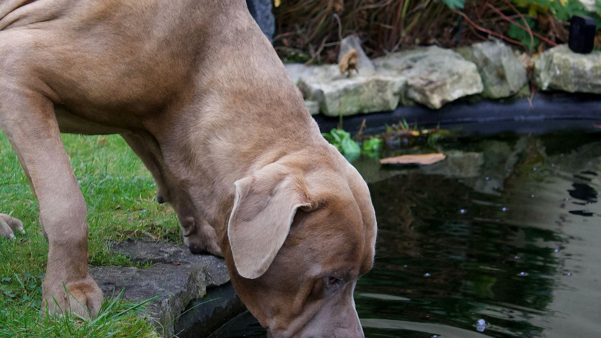 Dog drinking water from a garden pond, relevant to canine hydration