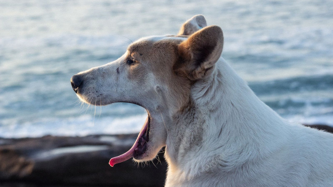 Calm dog by the seaside at sunset, relevant to the best calming treats for dogs