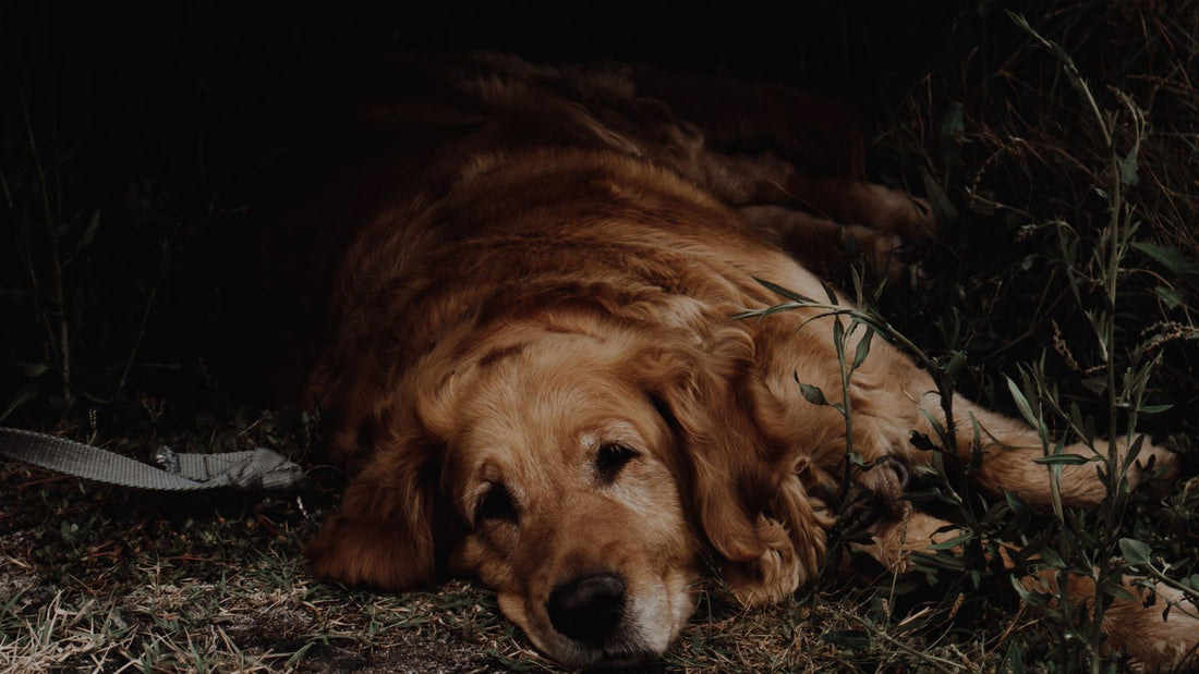 Dog lying down looking low in mood