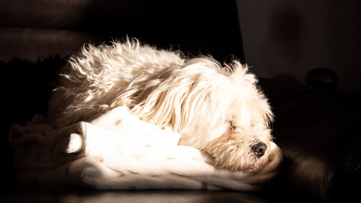Dog resting comfortably on a blanket recovering from cold-like symptoms