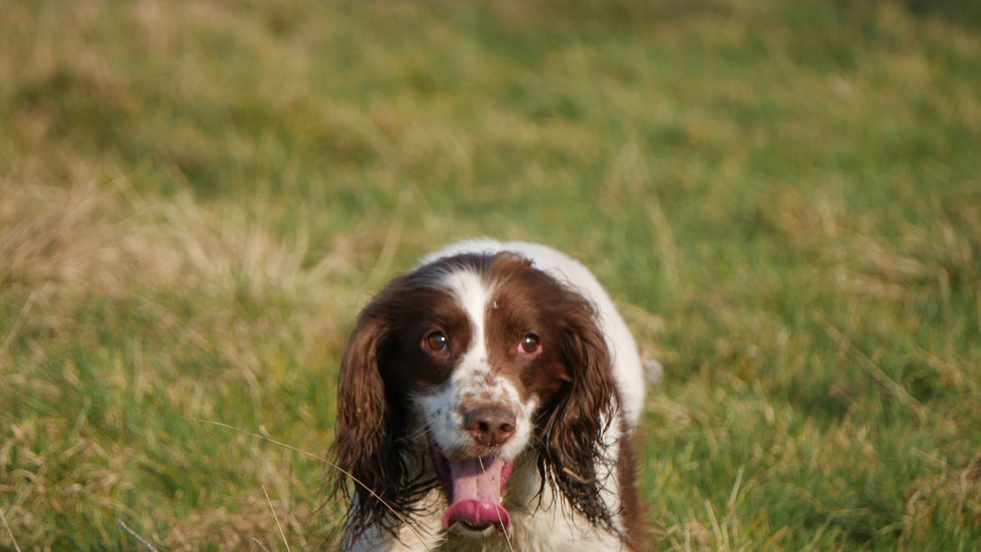 English Springer Spaniel running through a grassy field outdoors