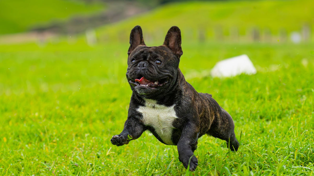 Energetic French Bulldog running playfully across a green field