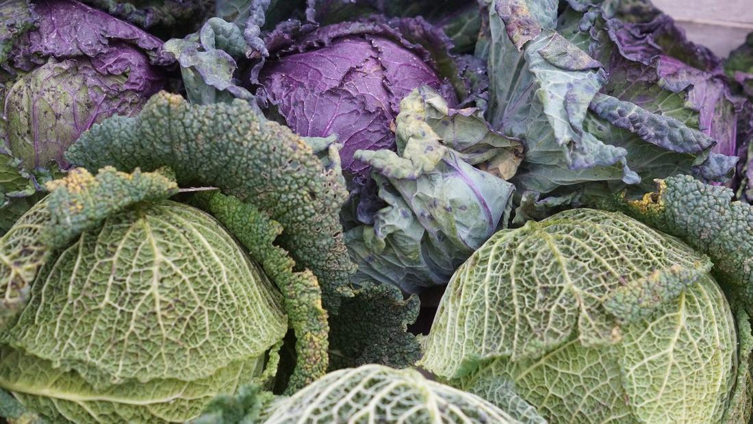 Fresh green and red cabbages side by side