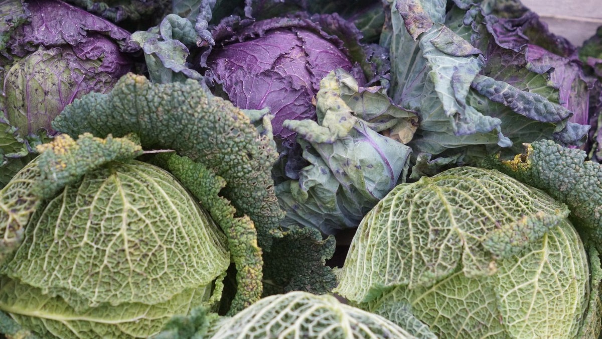 Fresh green and red cabbages side by side