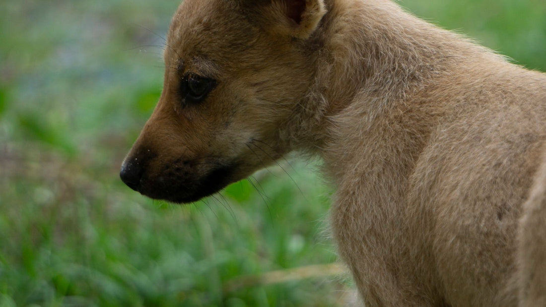Brown puppy exploring outdoors - can puppies take probiotics