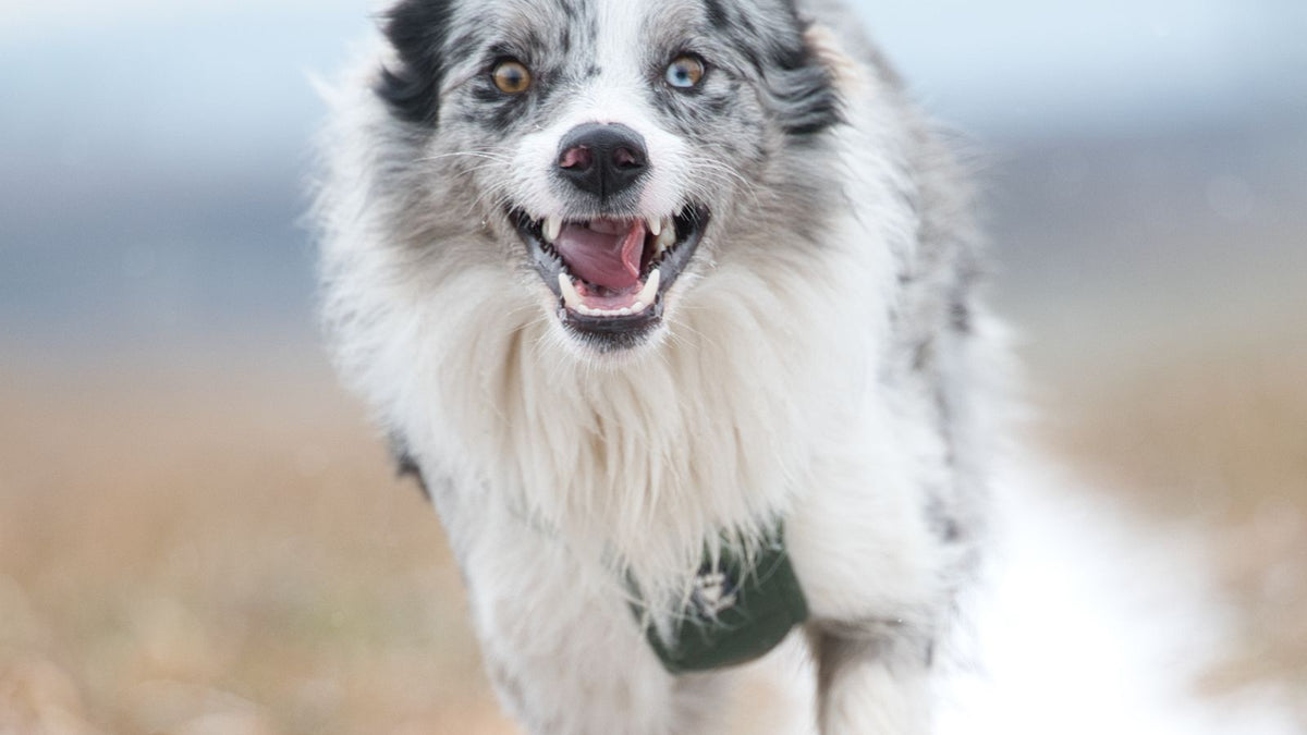 Border Collie running energetically in a snowy field in winter