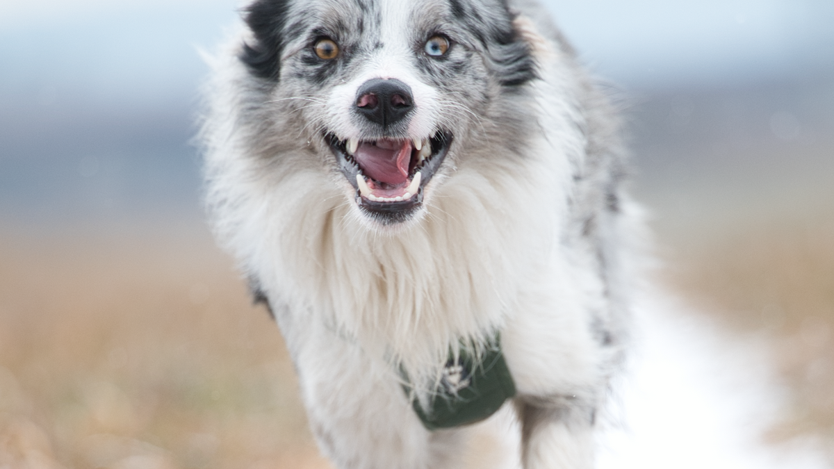 Border Collie running energetically outdoors, relevant to interesting facts about dogs