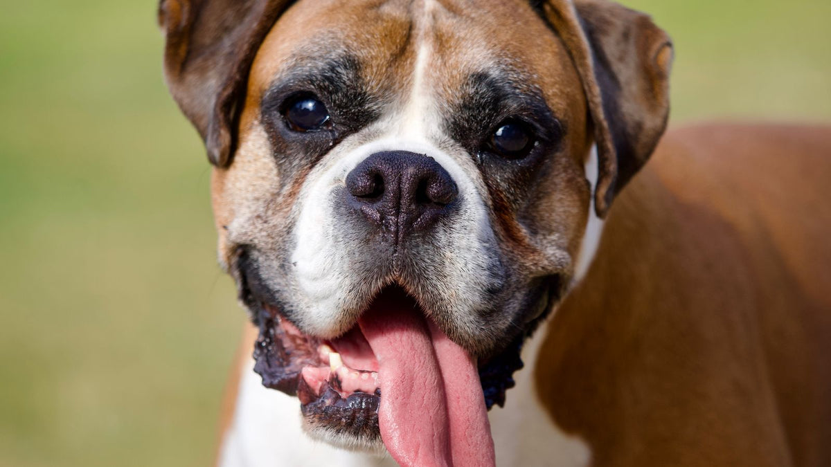 Heat Stroke in Dogs: Breed Risk, Signs & What to Do (UK Guide)