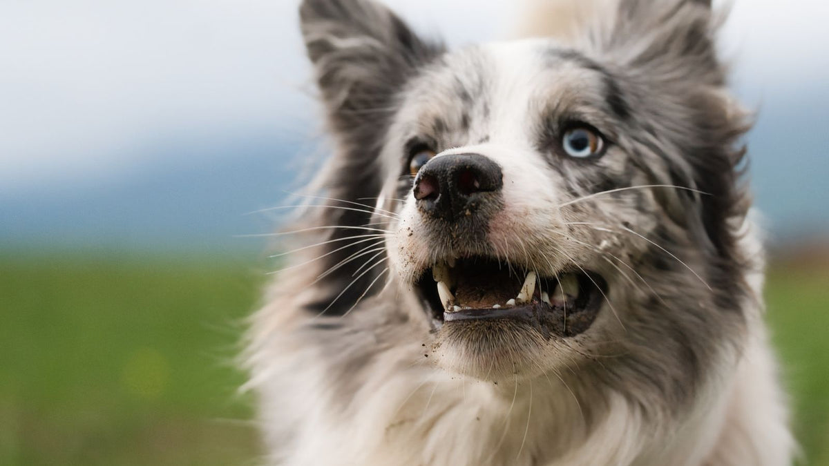 Happy Border Collie running and playing outdoors